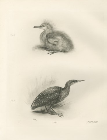 Night Heron Chick and Spotted Juvenile after Lilian Medland, c. 1909