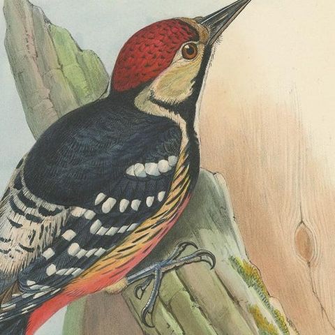 Antique Bird Print of the Formosan Spotted Woodpecker by Gould, circa 1850, close-up 1