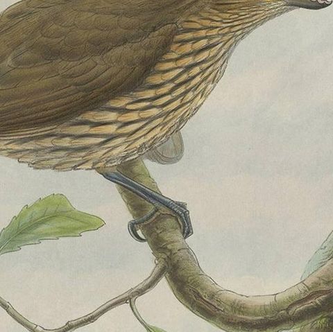 Antique Bird Print of the Tooth-Billed Bower-Bird by J. Gould, circa 1875, close-up 2