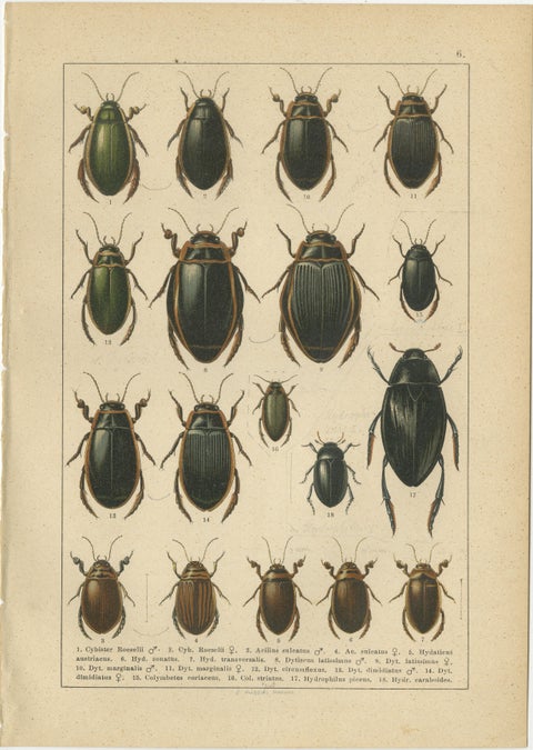 Decorative Antique Beetle Prints, European Coleoptera Plates, Entomology 1893, view 7