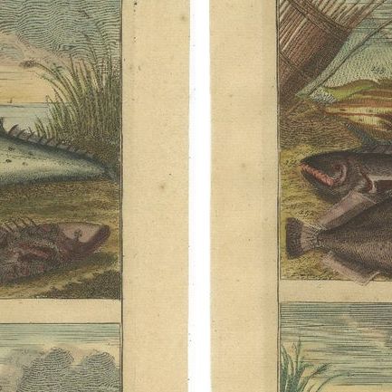 Set of 4 Colored Antique Prints of Various Fishes and Crustaceans, close-up 1