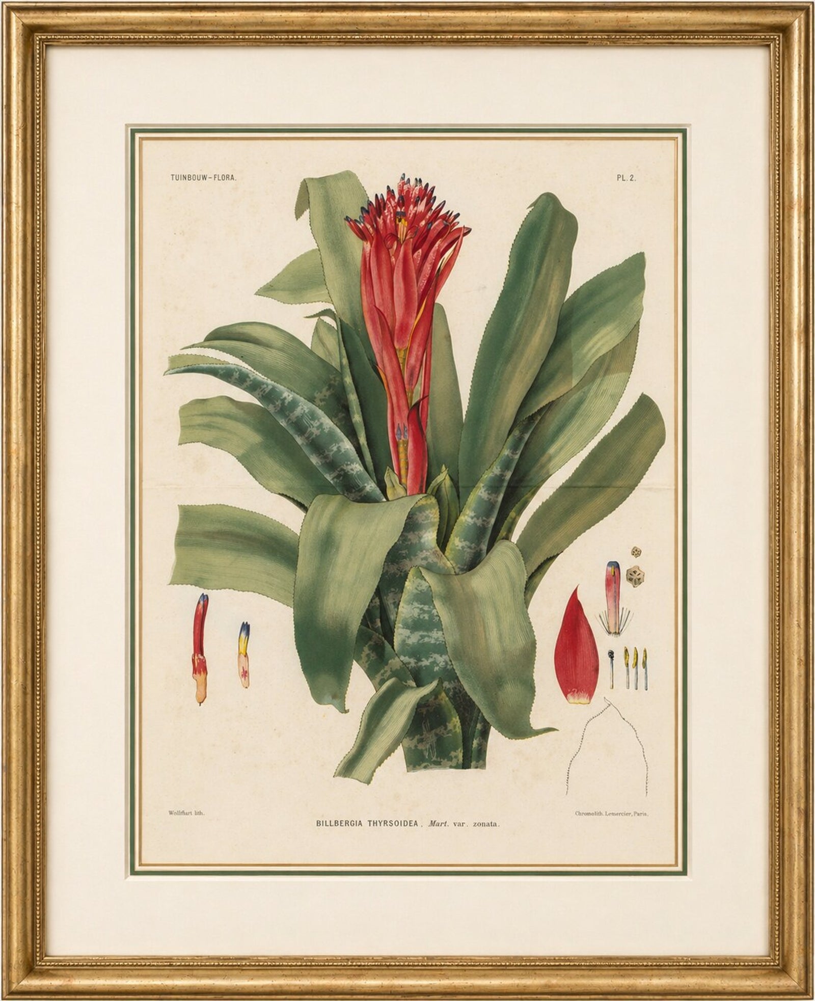 Antique Botanical Lithograph, Billbergia Thyrsoidea, de Vriese, 1856