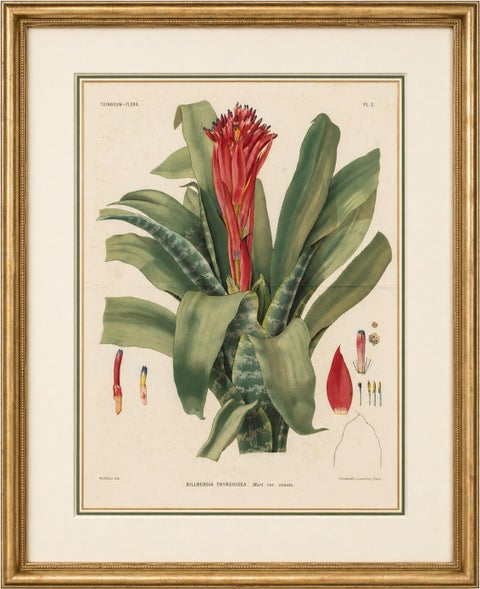 Antique Botanical Lithograph, Billbergia Thyrsoidea, de Vriese, 1856