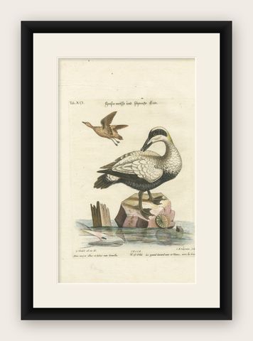 Hand-Colored Engraving of the Large White and Black Duck by Seligmann, ca.1770, shown framed
