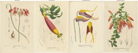Floral Collection: Coral Drops, Prairie Gentian, Monkey Orchid, Bellflower, 1875, view 6