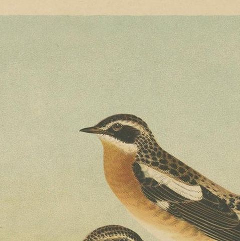 Antique Bird Print of the Whinchat by Naumann, circa 1895, close-up 1