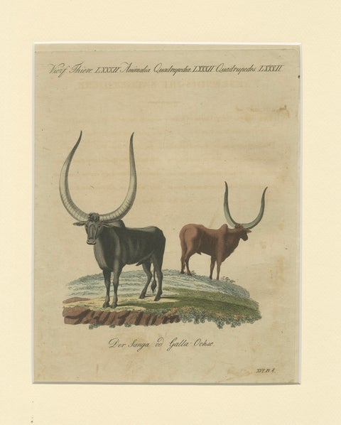 Antique African Sanga Longhorn Cattle Engraving, Bertuch, c.1810, close-up 1