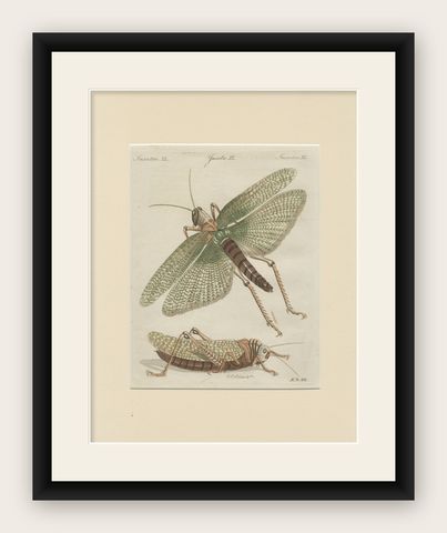 Antique Giant Locust & Grasshopper Engraving, Bertuch, c.1800, shown framed