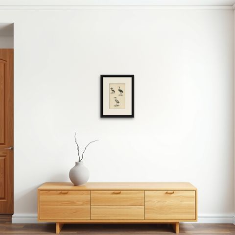Old Bird Print of The Tufted Umbre, Madagascar Open Bill and Milky Ibis, c.1860, shown framed on a wall