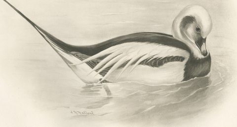 Long-tailed Duck Drake in Winter Plumage after Lilian Medland, c. 1909, close-up 1