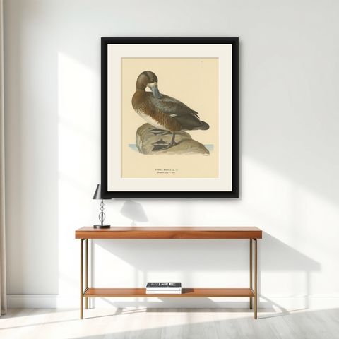 Original Old Bird Print of a Male Greater Scaup, shown framed on a wall