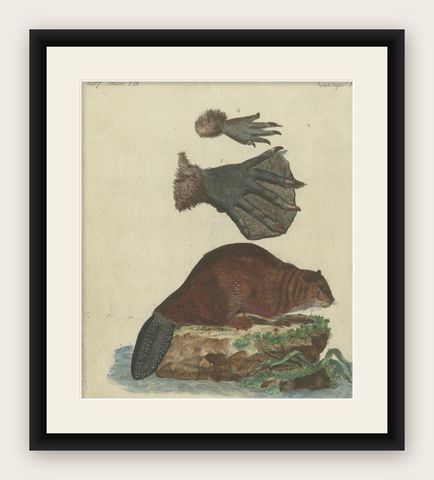 Antique Handcolored Engraving of Beaver and Webbed Appendages, c.1800, shown framed