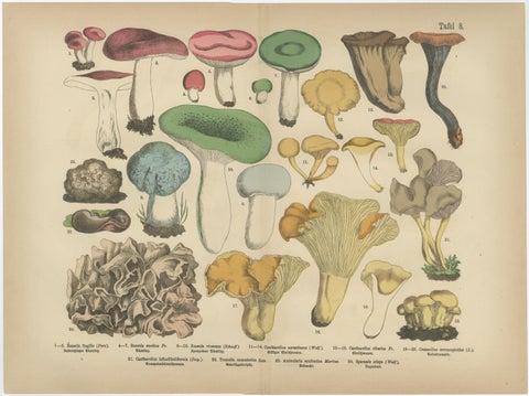 Fly Agaric & Chanterelle Mushrooms, Antique Botanical Lithograph Set, 1885, view 4