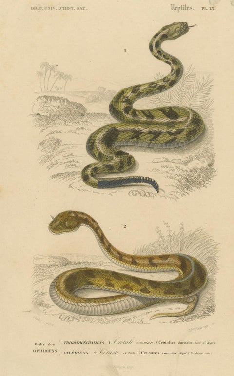 Snake Print of Rattlesnake and Horned Viper, c.1850, by Orbigny, close-up 4