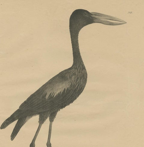 Antique Bird Print of the African Openbill by Goldfuss, circa 1824, view 3