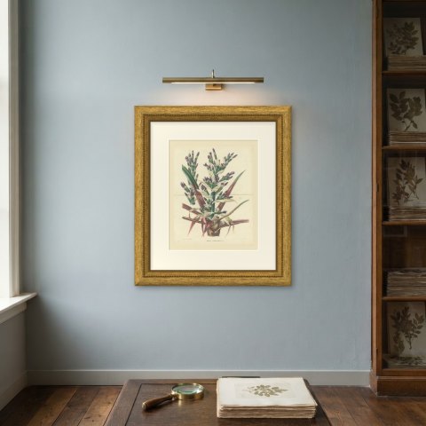 Bromelia Commeliniana, Flowering Bromeliad Chromolithograph, 1859, shown framed on a wall