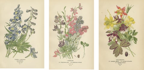 Botanical Elegance: A Triptych of Garden and Greenhouse Splendors, 1896, view 5