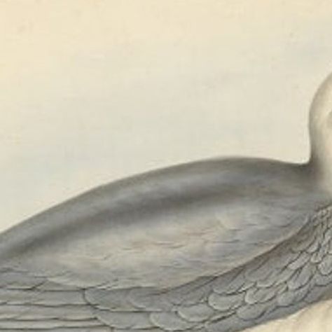 Fulmar Petrel, Antique Seabird Lithograph by John Gould, c.1832, close-up 1