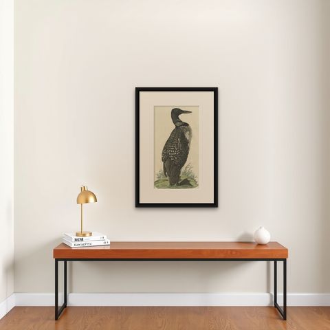 Antique Bird Print of the Common Loon by Sepp & Nozeman, 1829, shown framed on a wall