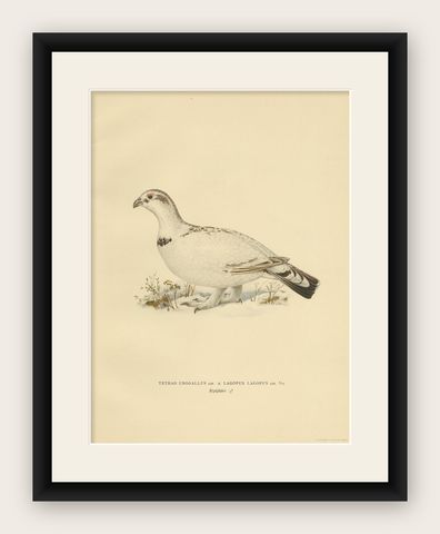 Antique Bird Print of the Western Capercaillie 'Male' by Von Wright, 1929, shown framed