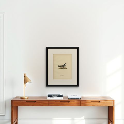 Antique Bird Print of the Common House Martin by Von Wright, 1927, shown framed on a wall