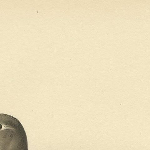 Antique Bird Print of the Purple Sandpiper by Von Wright, 1929, close-up 1