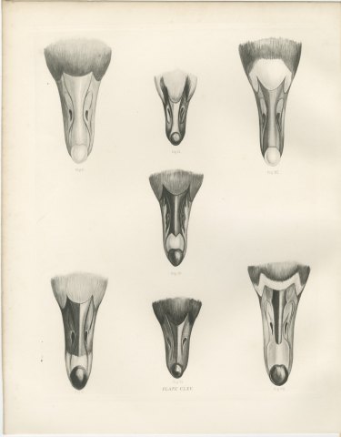 Bills of Seven Wild Geese Seen from Above after Lilian Medland, c. 1909, view 2