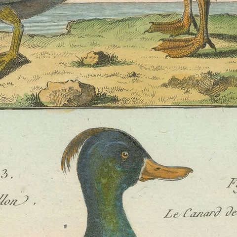 Original Brightly Hand-Colored Copper Engraving of Four Ducks '1792', close-up 2