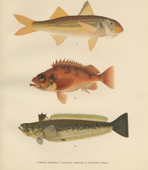 Red Mullet, Norway Redfish, and Greater Weever - Vibrant Fish Lithography, 1895, close-up 1