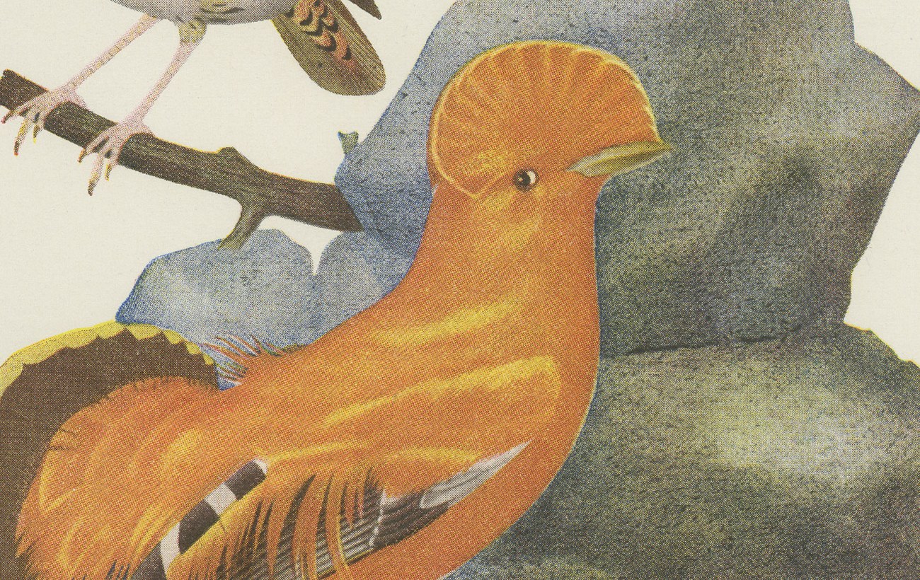 Guianan Cock-of-the-Rock, Brazilian Bird Print, Descourtilz, 1944, view 3