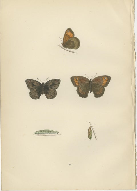 Whispers of Wings: A Butterfly Triptych Collage, 1890, view 2