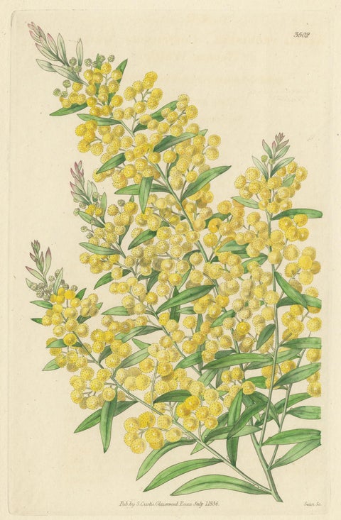 Antique Botany Print of Acacia Prominens by Curtis '1836', view 2