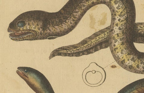 Antique Print of Various Marine Life Including the Dark Moray Eel, c.1800, close-up 3