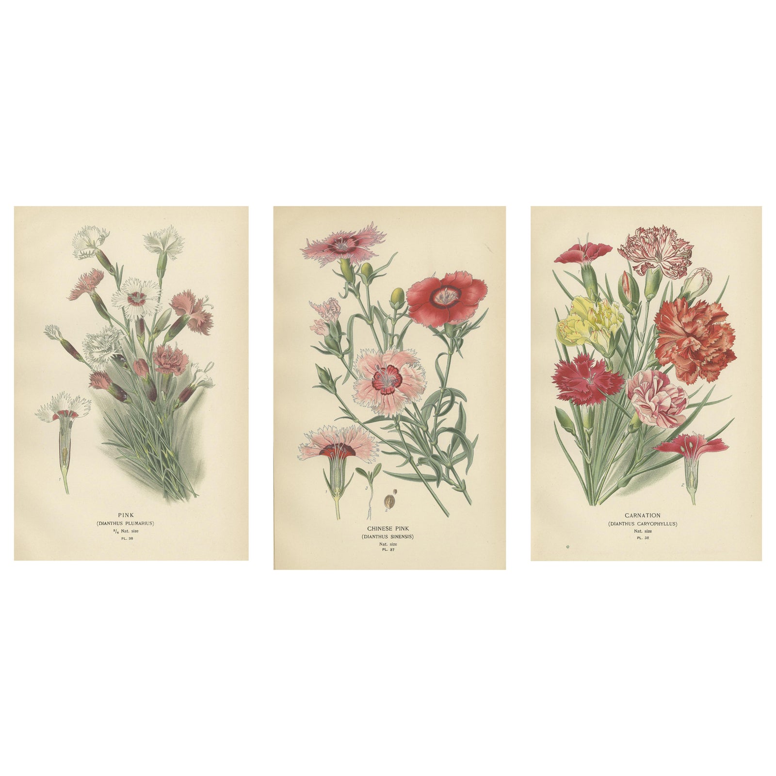 Edwardian Blossoms: A Triptych of Garden Elegance, 1896