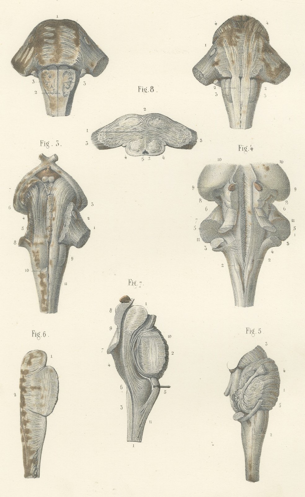 The Brain Stem and Fourth Ventricle, Antique Hirschfeld Anatomy Print, 1866