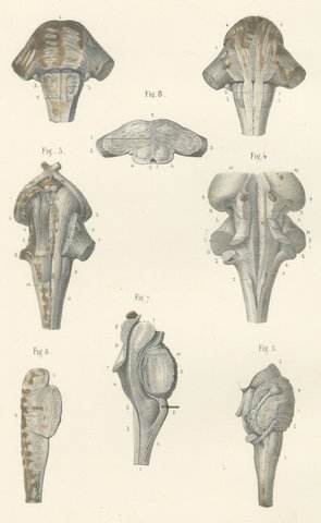 The Brain Stem and Fourth Ventricle, Antique Hirschfeld Anatomy Print, 1866