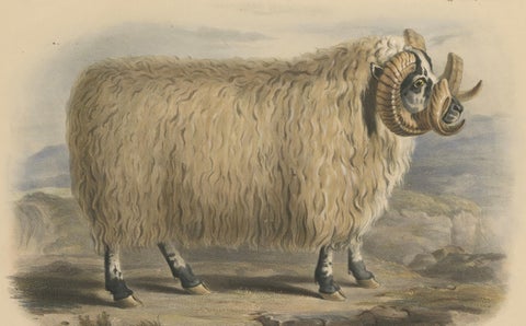 Lithograph of a Ram of the Black-Faced Heath Breed or Scottish Blackface, 1841, close-up 1