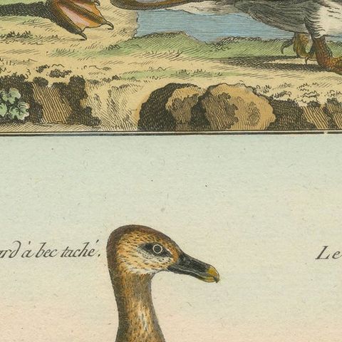 Rich and Brightly Hand-Colored, Rare Copper Engraving of Four Ducks '1792', close-up 2