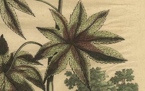 Botanical Illustration of the Castor Oil Plant (Ricinus communis), 1696, close-up 1