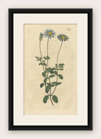 Antique Botany Print of the Blue-Flowered Cineraria or Cape Aster, shown framed