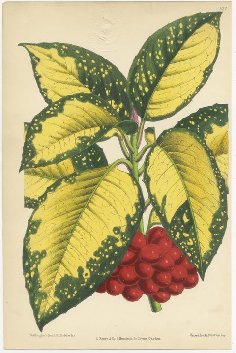 Set of 4 Antique Botany Prints, Red, by Brooks 'c.1870', view 5