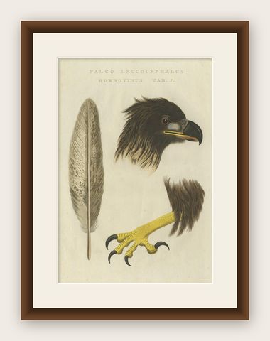 White-Tailed Eagle, Falco leucocephalus hornotinus, Netherlands, 1829, shown framed