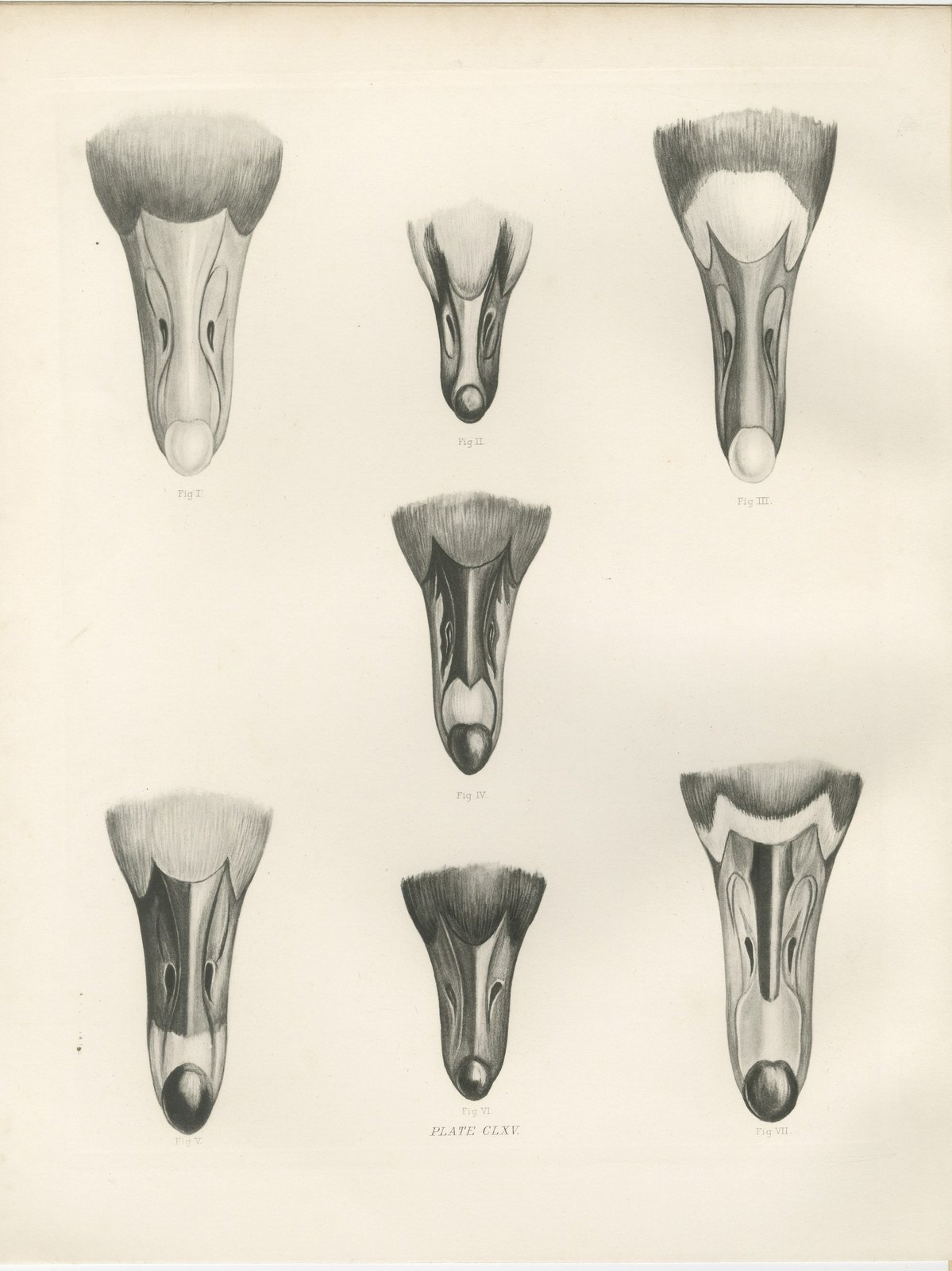 Heads of the Wild Geese, Antique Bird Print after Lilian Medland, circa 1909