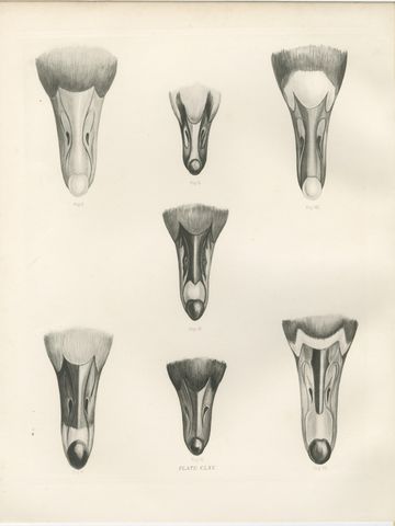 Heads of the Wild Geese, Antique Bird Print after Lilian Medland, circa 1909