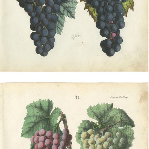 Antique Grape Botanical Chromolithographs, Wine & Table Grapes, Set of Six, 1854, close-up 2