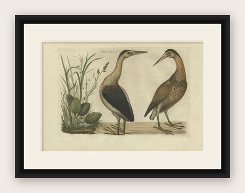 Antique Bird Print of Herons by Sepp & Nozeman, 1770, shown framed