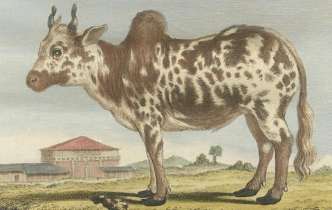 Elegant 18th-Century Zebu Engraving, Buffon Dutch Edition, 1769, close-up 3