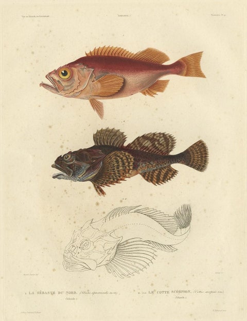 Antique Ichthyology Print, Norway Redfish & Sculpin from Gaimard, 1842, close-up 1