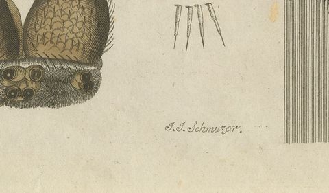 Garden Spider with Magnified Fangs, Antique Bertuch Print, circa 1805, close-up 2