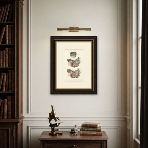 Deep Nerves of the Face and Parotid Region, Hirschfeld Anatomy Print, 1866, shown framed on a wall